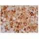 ABP1 Antibody (F-9) - Immunohistochemistry - Image 346415 
