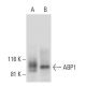 ABP1 Antibody (F-9) - Western Blotting - Image 300431