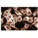 KAP3 Antibody (14) - Immunofluorescence - Image 60621