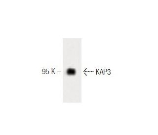 KAP3 Antibody (14) - Western Blotting - Image 60336 