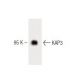 KAP3 Antibody (14) - Western Blotting - Image 60336 