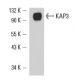 KAP3 Antibody (A-5) - Western Blotting - Image 15686