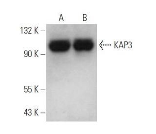 KAP3 Antibody (A-5) - Western Blotting - Image 371630 