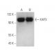 KAP3 Antibody (A-5) - Western Blotting - Image 371630 