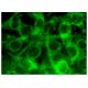 KAP3 Antibody (B-4) - Immunofluorescence - Image 282707
