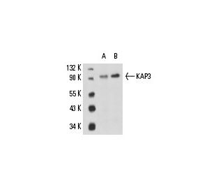 KAP3 Antibody (B-4) - Western Blotting - Image 15454 