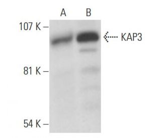 KAP3 Antibody (C-6) - Western Blotting - Image 15422