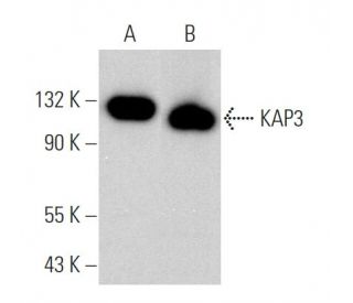 KAP3 Antibody (D-10) - Western Blotting - Image 368468 