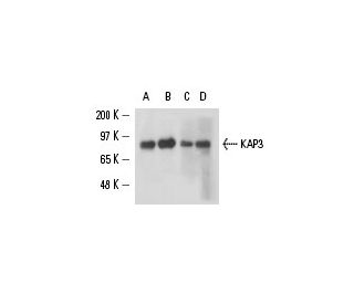 KAP3 Antibody (D-6) - Western Blotting - Image 15453 