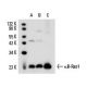 κB-Ras1 Antibody (184C278) - Western Blotting - Image 15215 