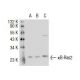 κB-Ras1 Antibody (184C278) - Western Blotting - Image 35090
