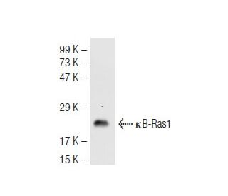 &kappa;B-Ras1 Antibody (184C278) - Western Blotting - Image 44752 