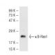 κB-Ras1 Antibody (184C278) - Western Blotting - Image 44752 