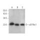 κB-Ras1 Antibody (C-7) - Western Blotting - Image 372393