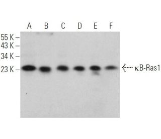 &kappa;B-Ras1 Antibody (E-3) - Western Blotting - Image 370903 