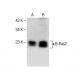 κB-Ras2 Antibody (C-11) - Western Blotting - Image 285064 