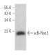 κB-Ras2 Antibody (C-11) - Western Blotting - Image 372044
