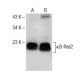 κB-Ras2 Antibody (F-12) - Western Blotting - Image 285065 