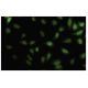 Kaptin Antibody (3B1) - Immunofluorescence - Image 35729