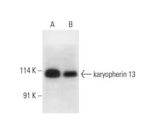 karyopherin 13 Antibody (A-9) - Western Blotting - Image 318057 