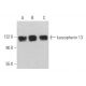 karyopherin 13 Antibody (A-9) - Western Blotting - Image 367570