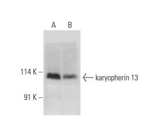 karyopherin 13 Antibody (B-8) - Western Blotting - Image 318056 