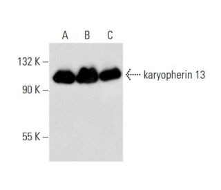 karyopherin 13 Antibody (D-3) - Western Blotting - Image 130866 