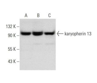 karyopherin 13 Antibody (D-8) - Western Blotting - Image 297840 