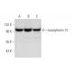 karyopherin 13 Antibody (D-8) - Western Blotting - Image 297840 