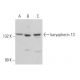 karyopherin 13 Antibody (D-8) - Western Blotting - Image 367572