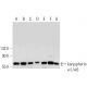This polyclonal antibody has been discontinued. See our recommended <a href="karyopherin-alpha1-6-antibody-2d9">karyopherin α1/6 (2D9)</a> monoclonal antibody (sample data shown). western blotting image from recommended karyopherin α1/6 (2D9) monoclonal antibody replacement. Image 19920