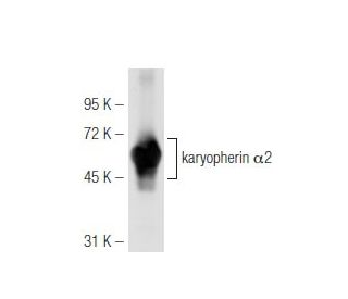 karyopherin &alpha;2 Antibody (2G7) - Western Blotting - Image 48392 