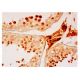 karyopherin α2 Antibody (8G5) - Immunohistochemistry - Image 315749 