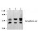 karyopherin α2 Antibody (8G5) - Western Blotting - Image 412878