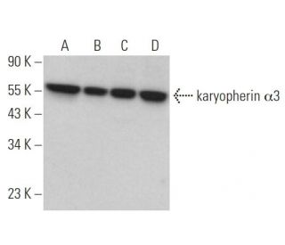 karyopherin &alpha;3 Antibody (B-1) - Western Blotting - Image 371726 