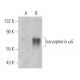 karyopherin α5 Antibody (H-4) - Western Blotting - Image 370510