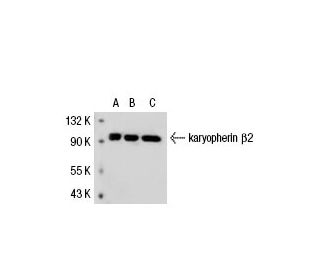 karyopherin β2 Antibody (L5E3) - Western Blotting - Image 22098