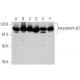 western blotting image from recommended karyopherin β1 (H-7) monoclonal antibody replacement. Image 356163