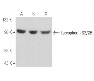 karyopherin &beta;2/2B Antibody (A-11) - Western Blotting - Image 357220 