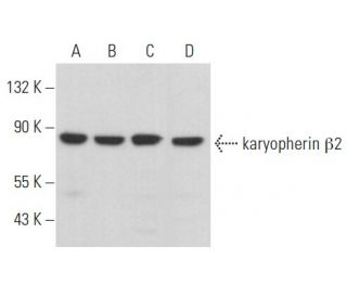 karyopherin &beta;2 Antibody (F-6) - Western Blotting - Image 357233 