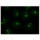KAT I Antibody (C-7) - Immunofluorescence - Image 150800