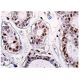 KAT I Antibody (C-7) - Immunohistochemistry - Image 159189 