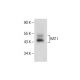 KAT I Antibody (H-5) - Western Blotting - Image 286750 
