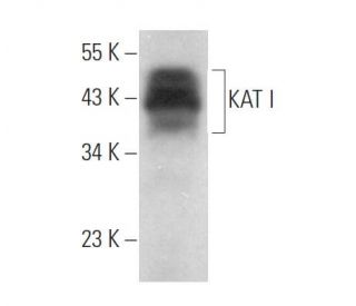 KAT I Antibody (H-5) - Western Blotting - Image 373045 