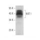 KAT I Antibody (H-5) - Western Blotting - Image 373045 