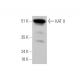 KAT II Antibody (A-2) - Western Blotting - Image 346495
