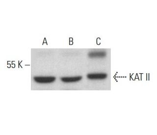 KAT II Antibody (A-2) - Western Blotting - Image 376323 