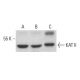 KAT II Antibody (A-2) - Western Blotting - Image 376323 