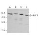 KAT II Antibody (A-2) - Western Blotting - Image 383240 