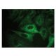 KAT II Antibody (B-4) - Immunofluorescence - Image 149280 